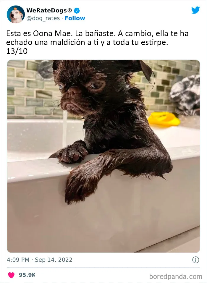22 Personas que pidieron una valoración de sus perros y recibieron respuestas buenísimas (nuevas fotos)