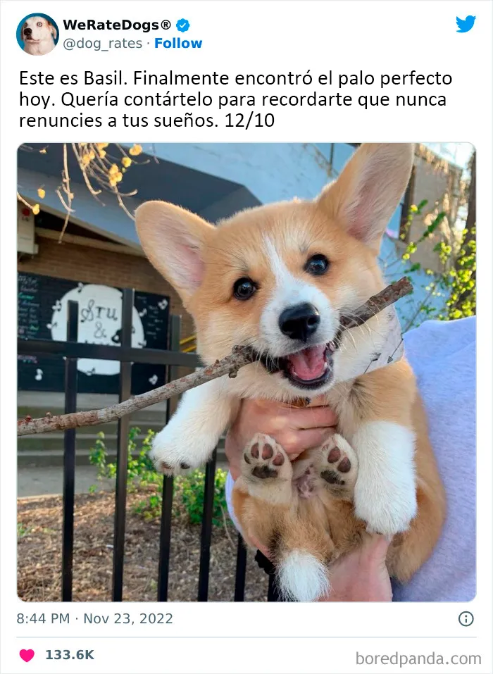 22 Personas que pidieron una valoración de sus perros y recibieron respuestas buenísimas (nuevas fotos)