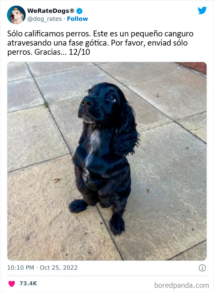 22 Personas que pidieron una valoración de sus perros y recibieron respuestas buenísimas (nuevas fotos)
