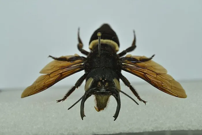 Abeja De Wallace