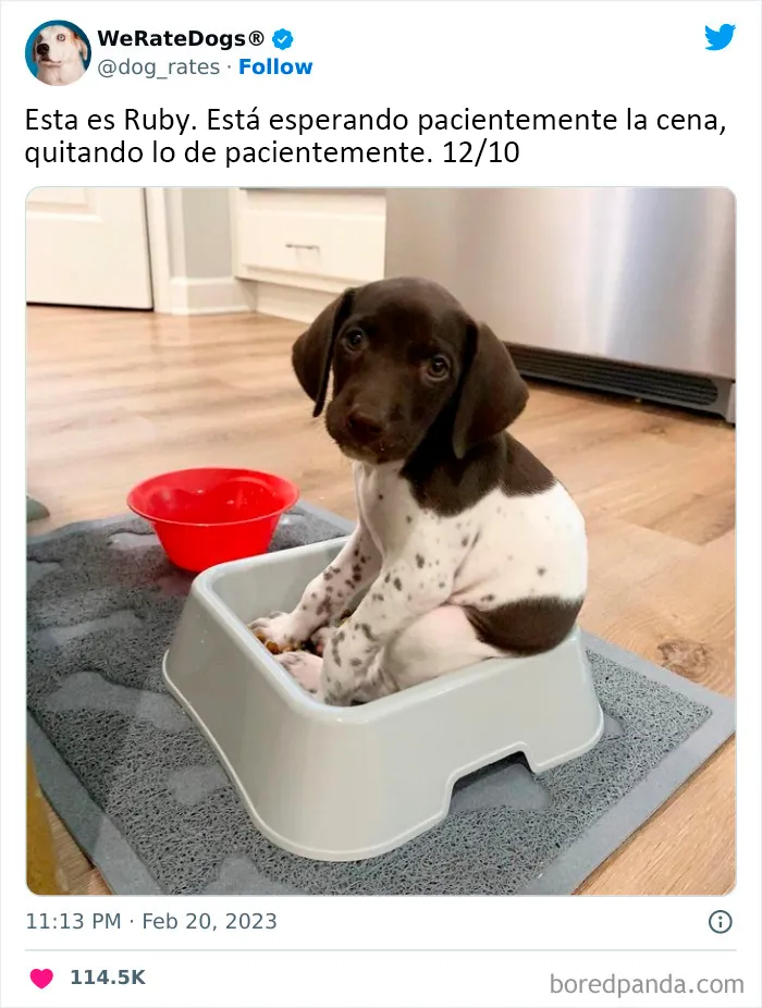 22 Personas que pidieron una valoración de sus perros y recibieron respuestas buenísimas (nuevas fotos)