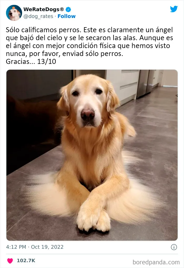 22 Personas que pidieron una valoración de sus perros y recibieron respuestas buenísimas (nuevas fotos)