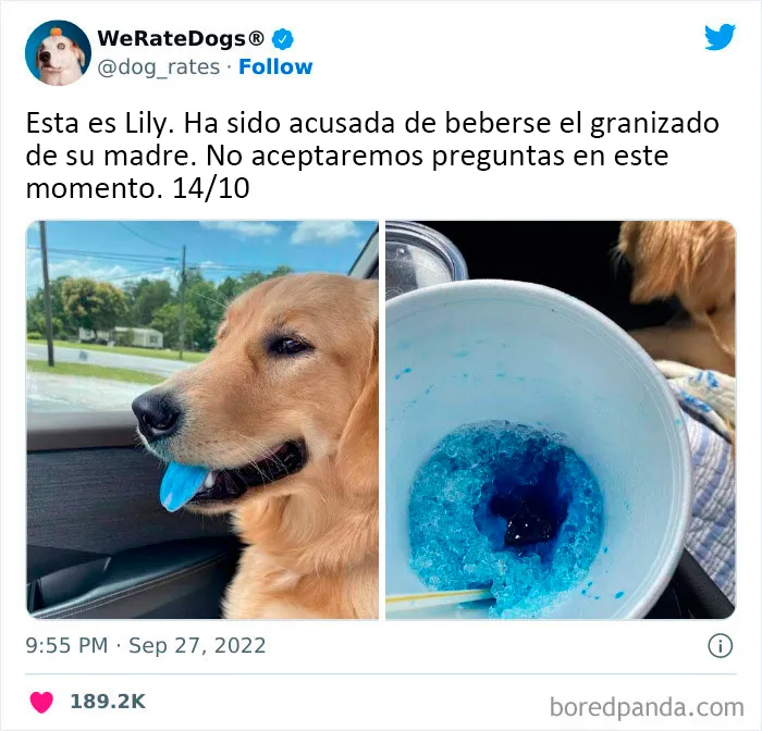 22 Personas que pidieron una valoración de sus perros y recibieron respuestas buenísimas (nuevas fotos)