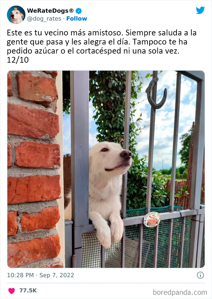 22 Personas que pidieron una valoración de sus perros y recibieron respuestas buenísimas (nuevas fotos)