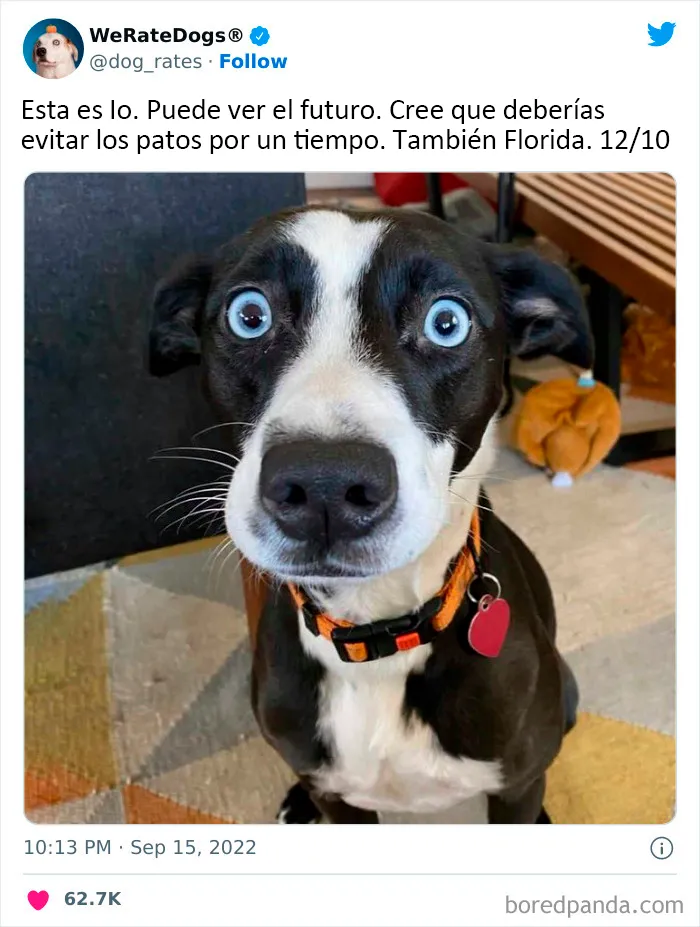 22 Personas que pidieron una valoración de sus perros y recibieron respuestas buenísimas (nuevas fotos)