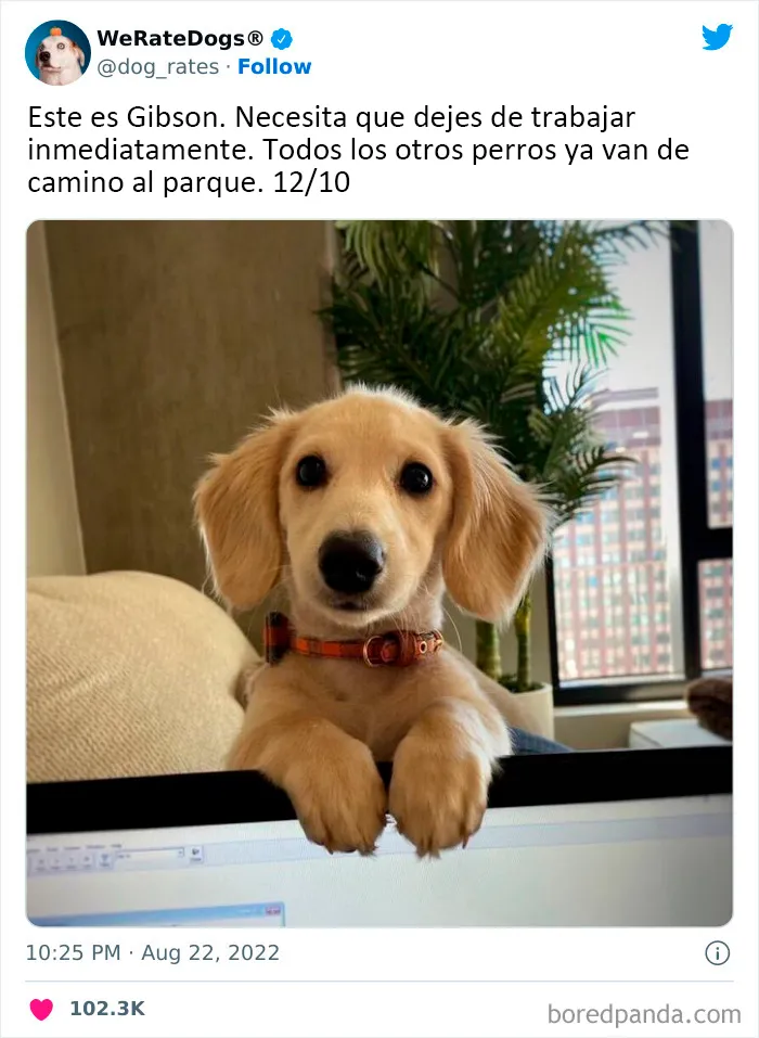 22 Personas que pidieron una valoración de sus perros y recibieron respuestas buenísimas (nuevas fotos)