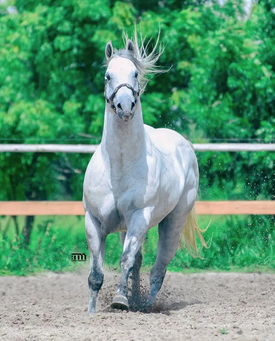 El hombre que susurraba a los caballos con su cámara de fotos: 30 impresionantes retratos equinos
