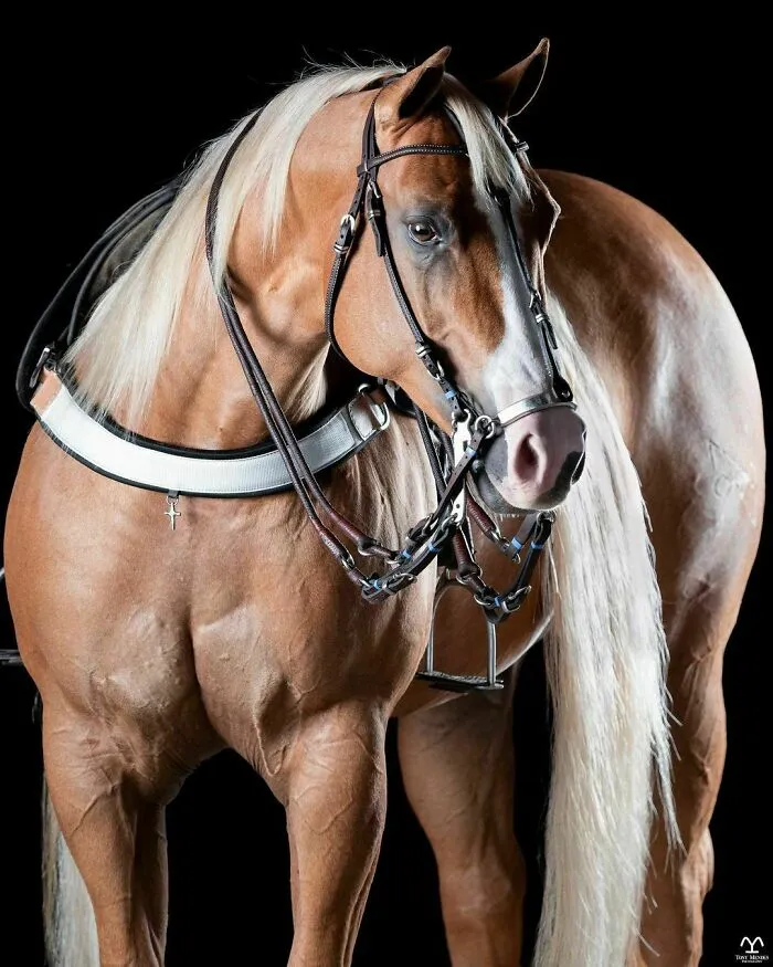 El hombre que susurraba a los caballos con su cámara de fotos: 30 impresionantes retratos equinos