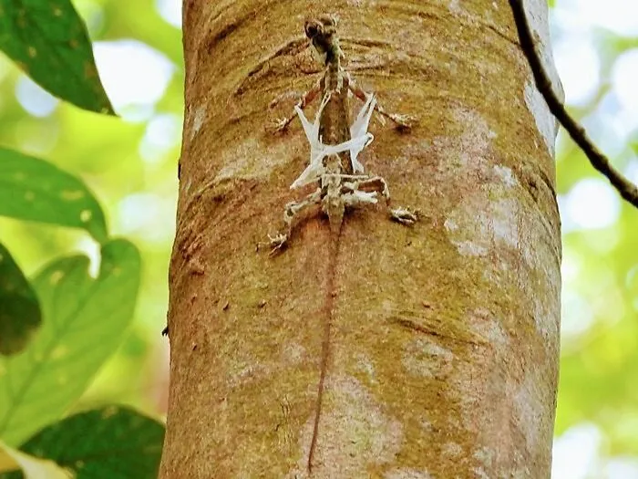 Los dragones voladores existen, y aquí puedes aprender más sobre ellos