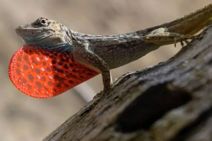 Los dragones voladores existen, y aquí puedes aprender más sobre ellos