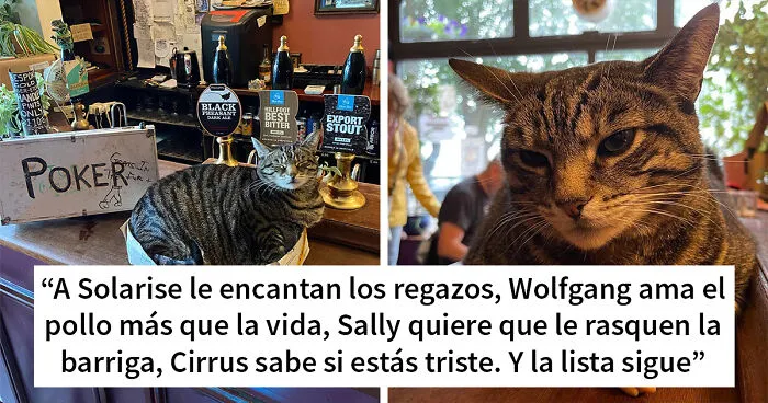 Este hombre abrió un pub y empezó a acoger gatos callejeros: así nació el primer pub de gatos de Bristol