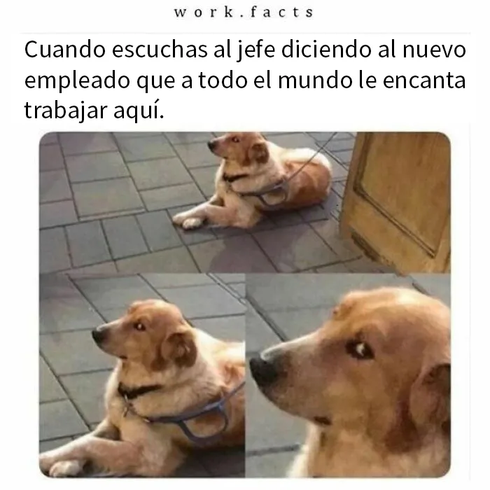 20 Divertidos memes sobre trabajo para ayudarte a sobrellevar la jornada laboral