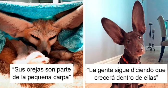 50 Animales dotados con unas enooormes orejas