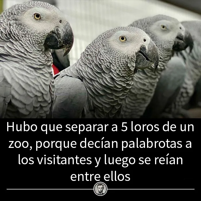 20 «Datos alucinantes» compartidos en esta cuenta de Instagram