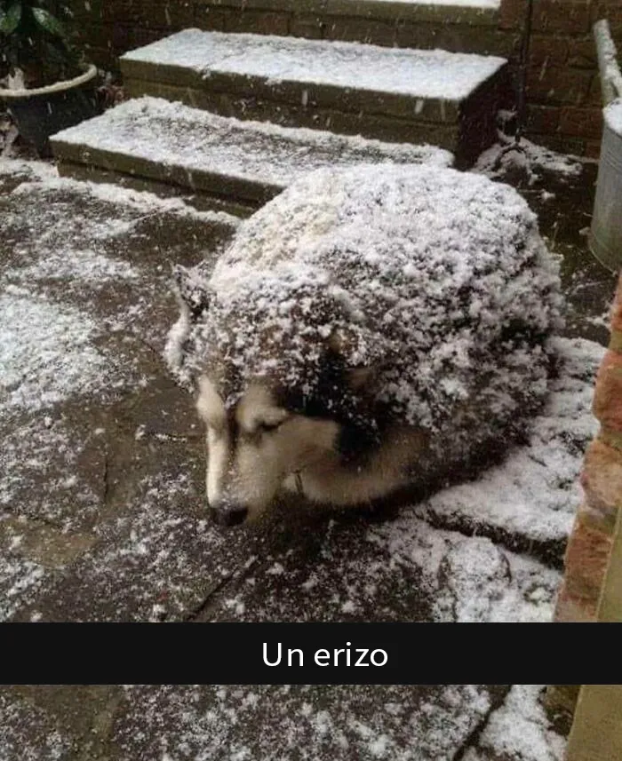 Erizo gigante, no lo asustes