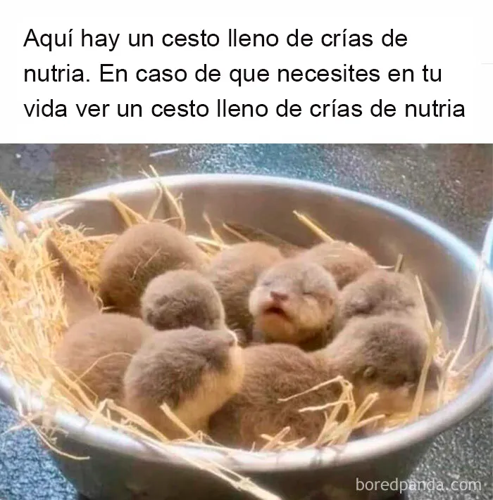 20 Reconfortantes publicaciones que debes ver si te sientes triste (nuevas fotos)