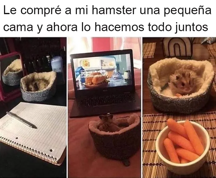20 Reconfortantes publicaciones que debes ver si te sientes triste (nuevas fotos)
