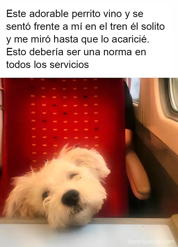 20 Reconfortantes publicaciones que debes ver si te sientes triste (nuevas fotos)