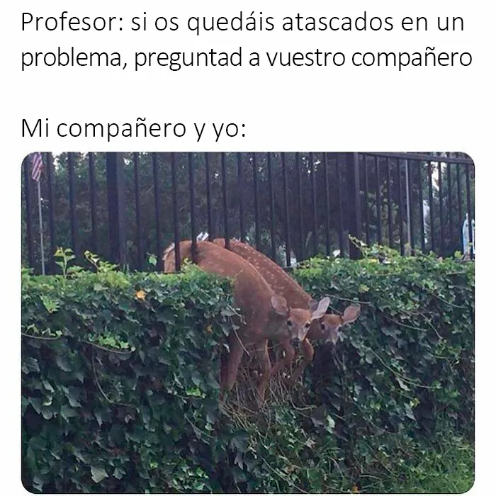 20 Memes muy cercanos que van desde los más desenfadados a los que dan en el clavo
