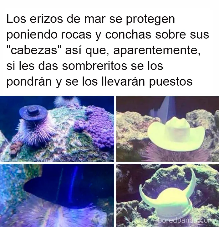 20 Reconfortantes publicaciones que debes ver si te sientes triste (nuevas fotos)