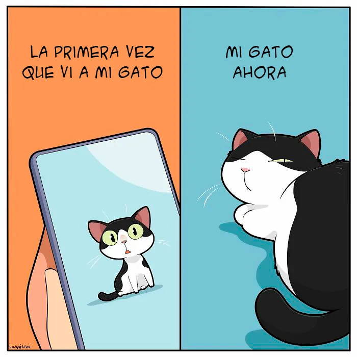 Una artista ilustra cómo es vivir con un gato (30 fotos nuevas)
