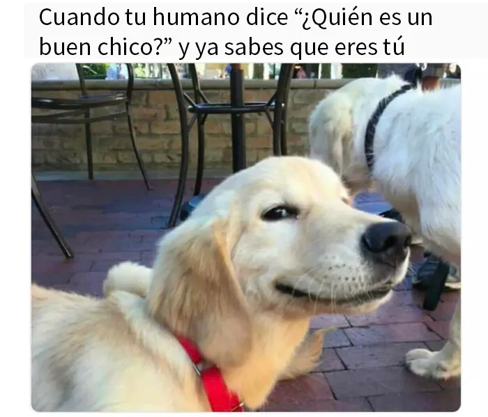 20 Divertidos memes que te resultarán dolorosamente familiares