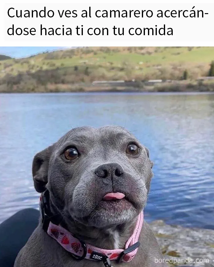 20 Divertidos memes que te resultarán dolorosamente familiares