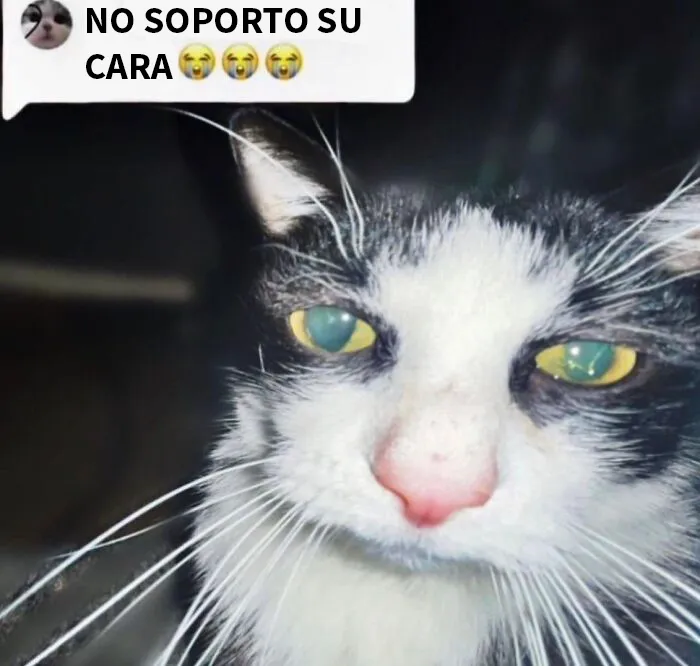 20 Memes que podrían estar "malditos"