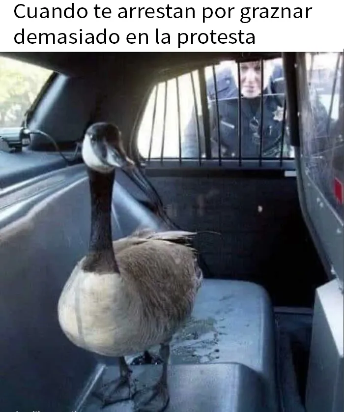 20 Divertidos y acertados memes que resumen Canadá a la perfección