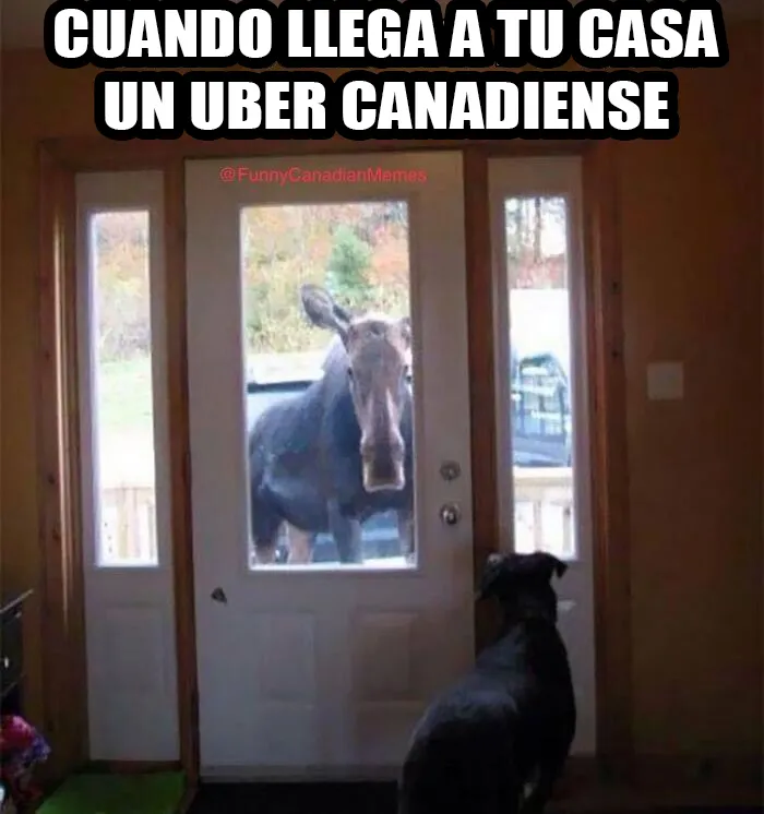 20 Divertidos y acertados memes que resumen Canadá a la perfección