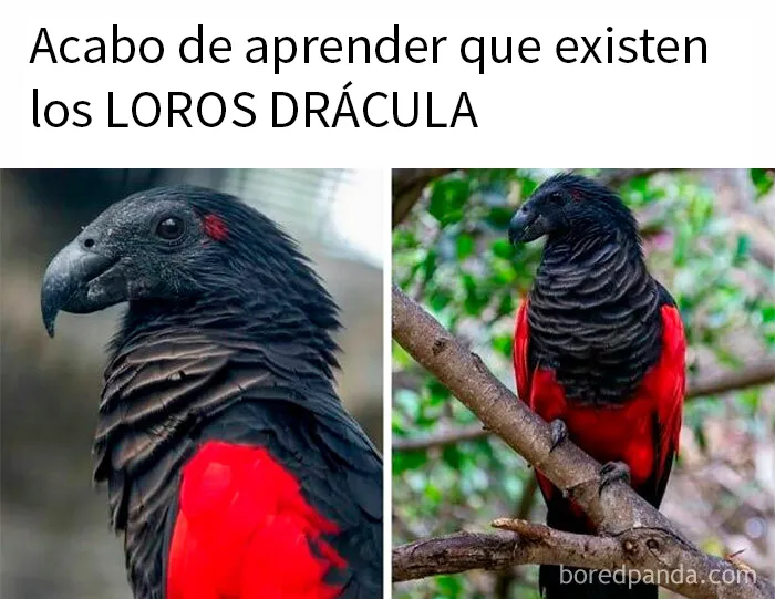 20 Memes tan espeluznantes como morbosos para amantes del terror