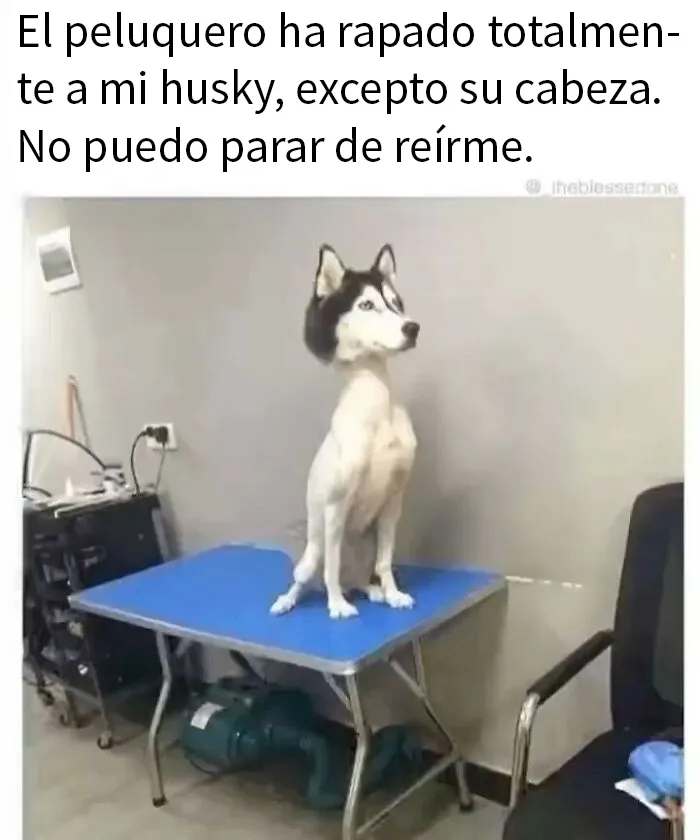 20 Divertidos memes para entretenerte un rato