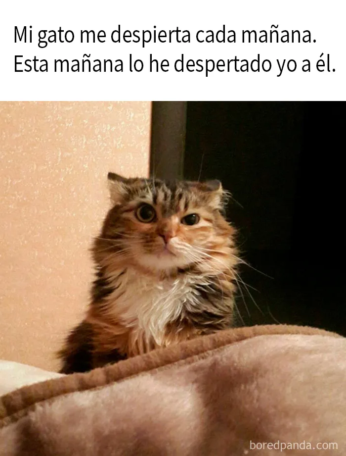 20 Memes y publicaciones reconfortantes para recordarnos que no todo es malo en el mundo