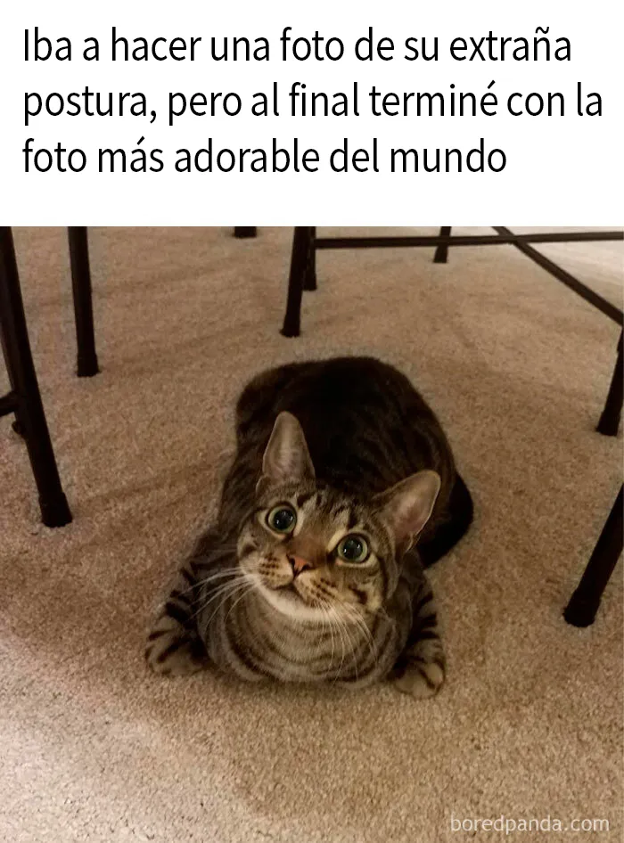 20 Memes y publicaciones reconfortantes para recordarnos que no todo es malo en el mundo