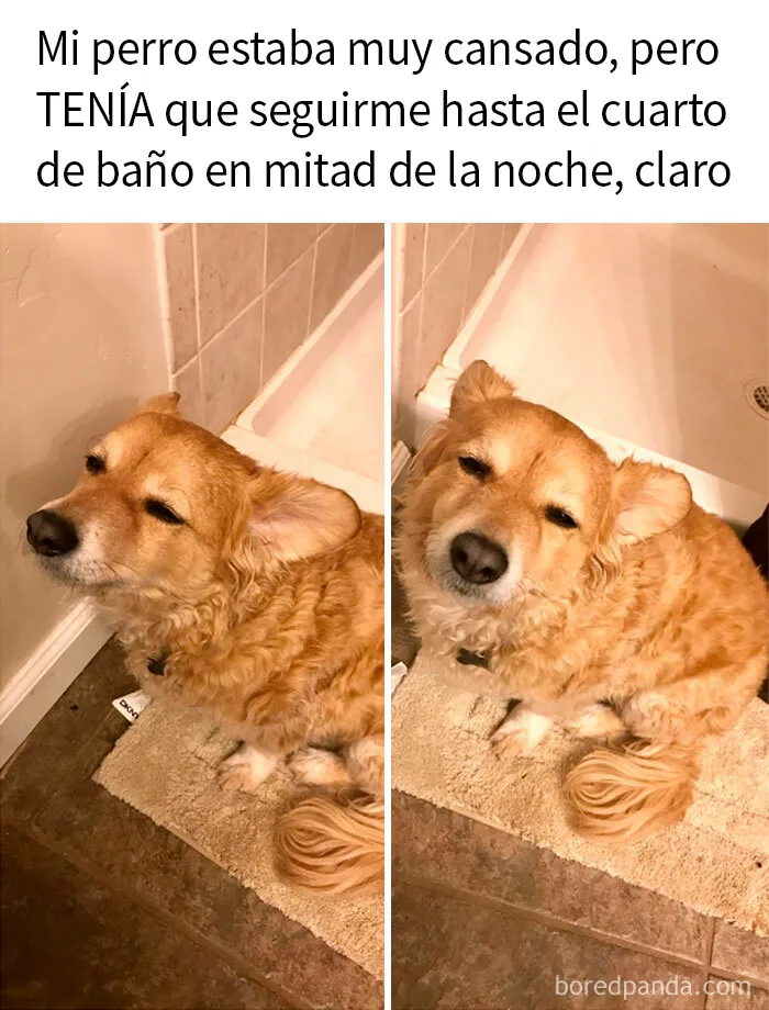 20 Memes y publicaciones reconfortantes para recordarnos que no todo es malo en el mundo