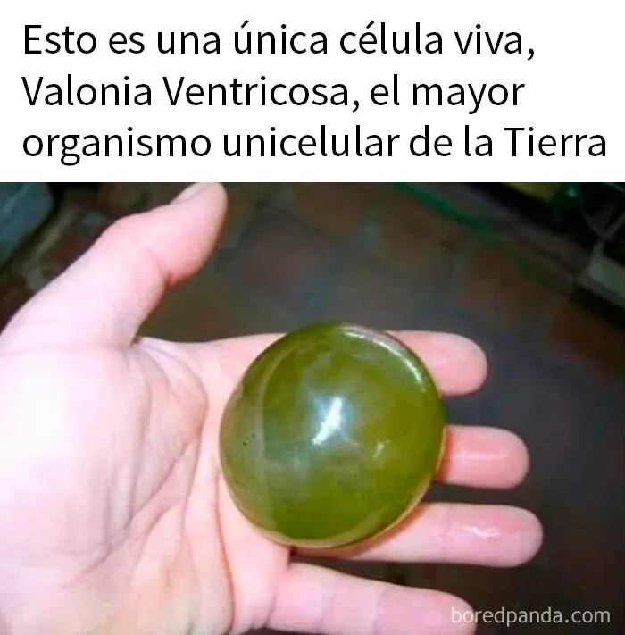 20 Ingeniosos memes sobre ciencia con los que aprendes y te ríes a la vez