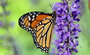14YO Passes Away After Injecting "Butterfly Remains" As Police Investigates Online "Challenge"