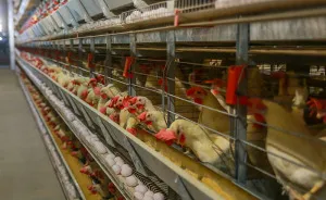Health Experts Urge Immediate Preparedness As Bird Flu Reaches All 50 States