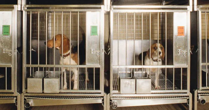 NIH Shuts Down Last Beagle Testing Lab After Decades Of Brutal Experiments That Killed Thousands