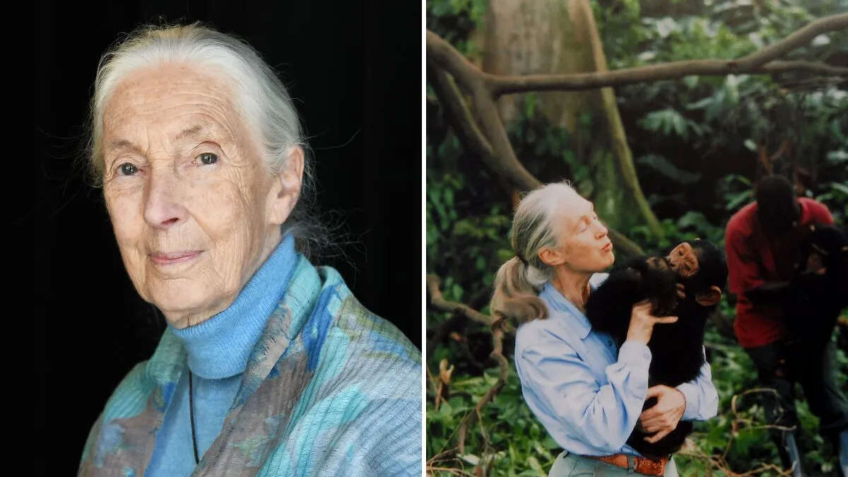 “Send Them Off”: Jane Goodall’s Posthumous Interview Goes Viral After She Slams 5 Public Figures