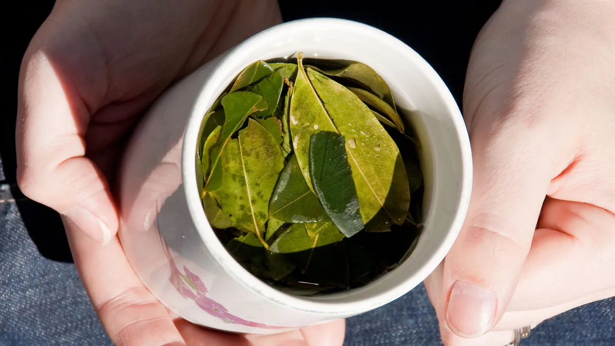 The WHO Says Coca Leaf Isn’t Very Harmful—So Why Keep It On The Hard Drug List?