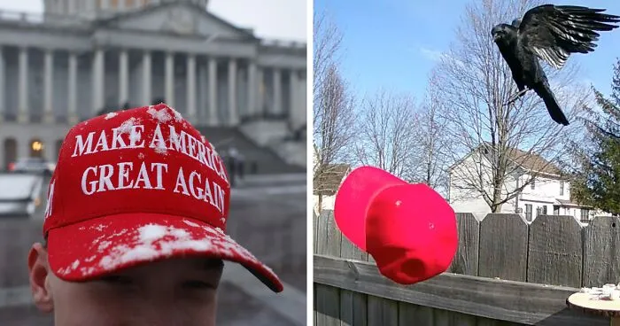 Man Goes Viral For Teaching Crows How To Attack MAGA Hats
